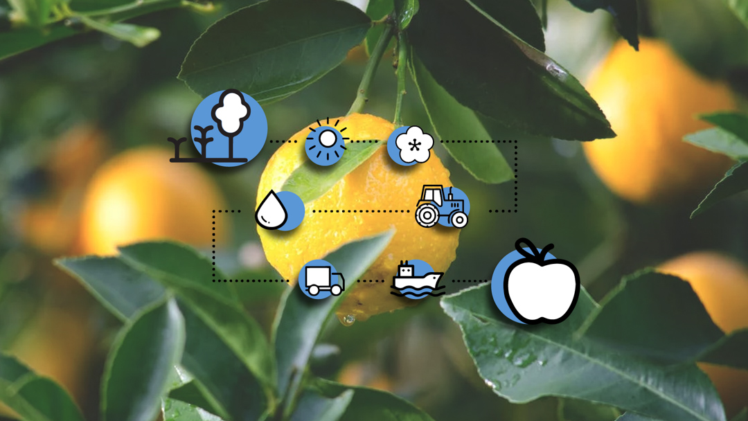 Fruits and Vegetables